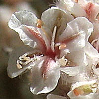 Thumbnail Picture of Eriogonum giganteum var. giganteum