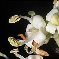 Thumbnail Picture of Ligustrum lucidum