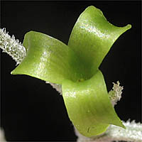 Thumbnail Picture of Tillandsia usneoides