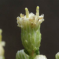 Thumbnail Picture of Hybrid Desertbroom