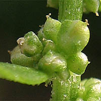 Thumbnail Picture of Chenopodium macrospermum