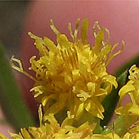 Thumbnail Picture of Western Goldenrod
