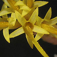 Thumbnail Picture of Ericameria nauseosa var. mohavensis