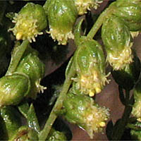 Thumbnail Picture of Artemisia dracunculus