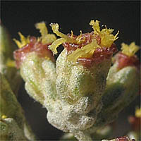 Thumbnail Picture of Artemisia tridentata ssp. parishii