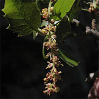 Thumbnail Picture of Quercus wislizeni