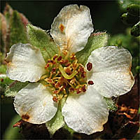Thumbnail Picture of Chamaebatia australis