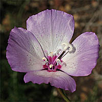 Thumbnail Picture of Clarkia cylindrica ssp. cylindrica