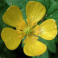 Thumbnail Picture of Creeping Buttercup