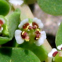 Thumbnail Picture of Euphorbia serpens