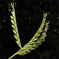 Thumbnail Picture of India Goosegrass