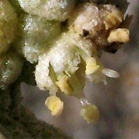 Thumbnail Picture of Atriplex leucophylla