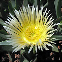 Thumbnail Picture of Hottentot Fig