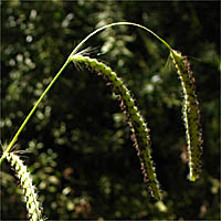 Thumbnail Picture of Paspalum dilatatum