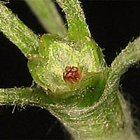 Thumbnail Picture of Hesperevax sparsiflora