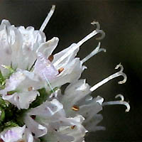 Thumbnail Picture of Mentha spicata