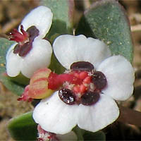 Thumbnail Picture of Euphorbia polycarpa