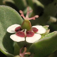 Thumbnail Picture of Euphorbia albomarginata