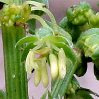 Thumbnail Picture of Emex spinosa