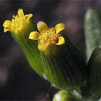 Thumbnail Picture of California Groundsel