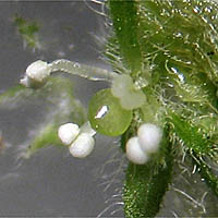 Thumbnail Picture of Parietaria hespera