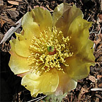 Thumbnail Picture of Brown-Spined Prickly-Pear