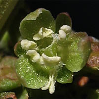 Thumbnail Picture of Rumex californicus