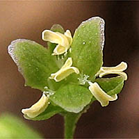 Thumbnail Picture of Rumex stenophyllus