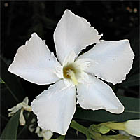 Thumbnail Picture of Oleander