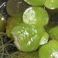 Thumbnail Picture of Inflated Duckweed