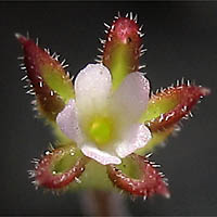 Thumbnail Picture of Androsace elongata ssp. acuta