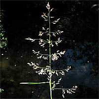 Thumbnail Picture of Agrostis gigantea