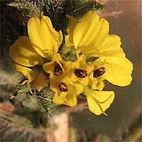 Thumbnail Picture of Centromadia parryi