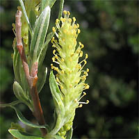 Thumbnail Picture of Salix exigua var. hindsiana
