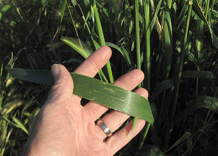 Detailed Picture 5 of Cultivated Oat