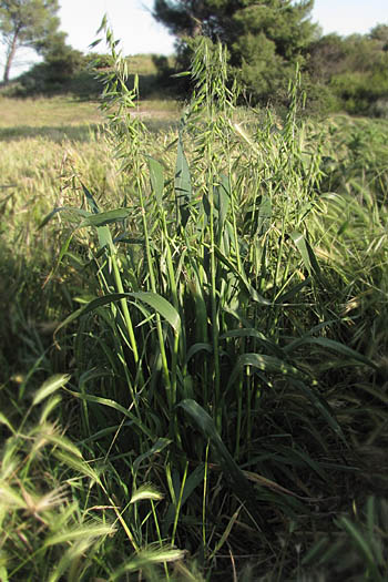 Detailed Picture 4 of Cultivated Oat