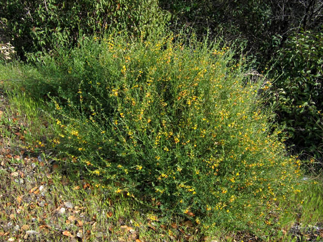 Detailed Picture 6 of Deerweed