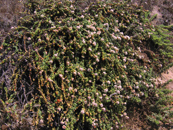 Detailed Picture 4 of Sea-cliff Buckwheat
