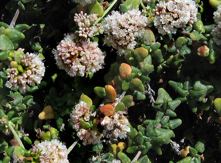 Detailed Picture 3 of Sea-cliff Buckwheat