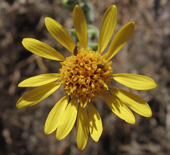 Detailed Picture 1 of Hairy Golden-aster