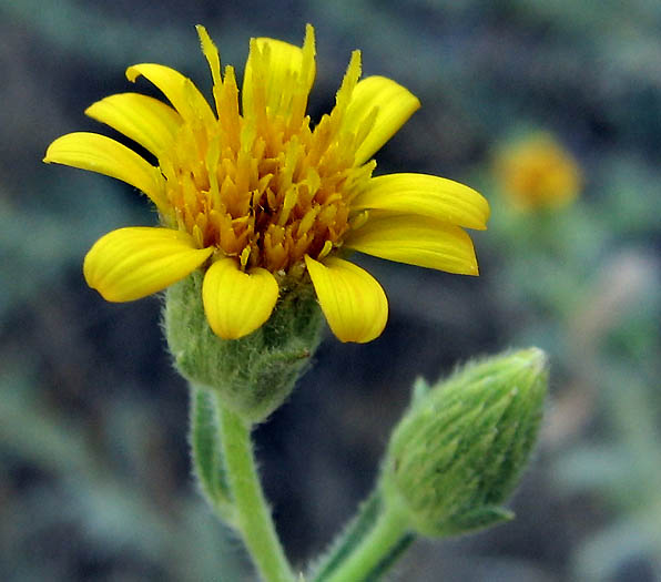 Detailed Picture 2 of Hairy Golden-aster