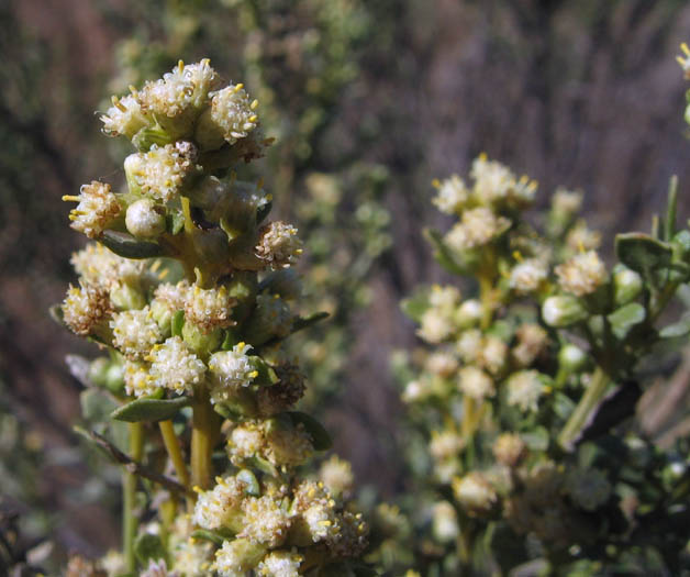 Detailed Picture 2 of Coyote Brush