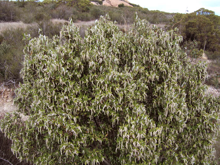 Detailed Picture 6 of Silk-tassel Bush