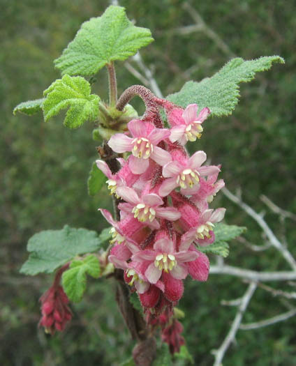 Detailed Picture 3 of Chaparral Currant