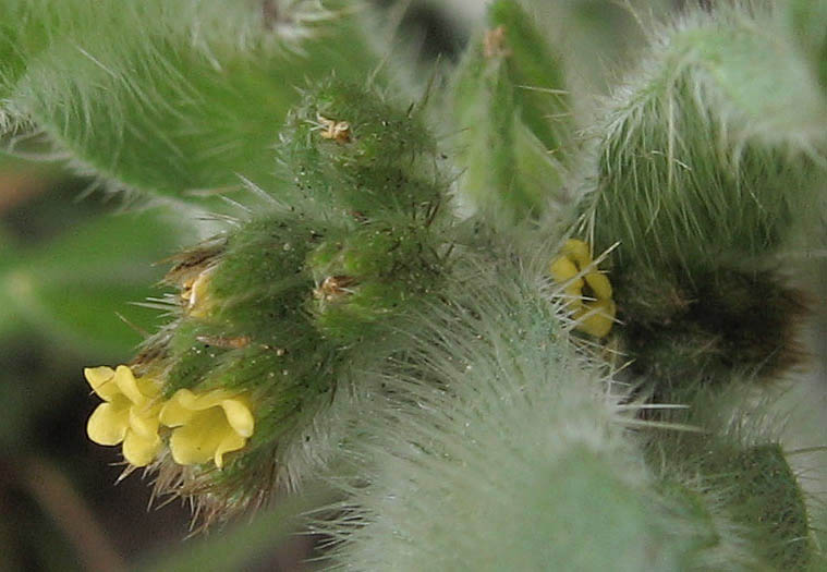 Detailed Picture 2 of Small-Flowered Fiddleneck