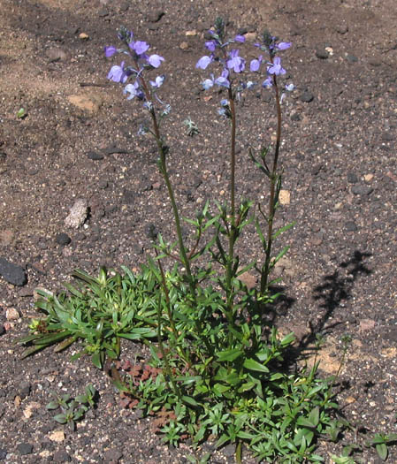 Detailed Picture 4 of Blue Toadflax