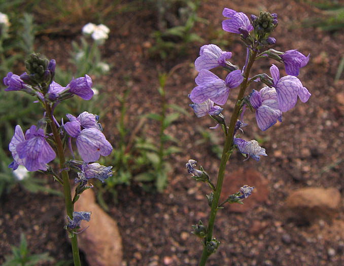 Detailed Picture 2 of Blue Toadflax