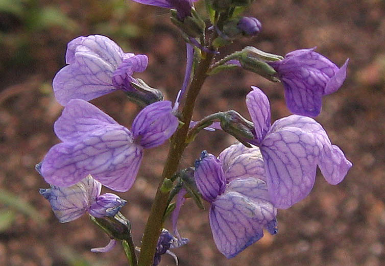 Detailed Picture 1 of Blue Toadflax
