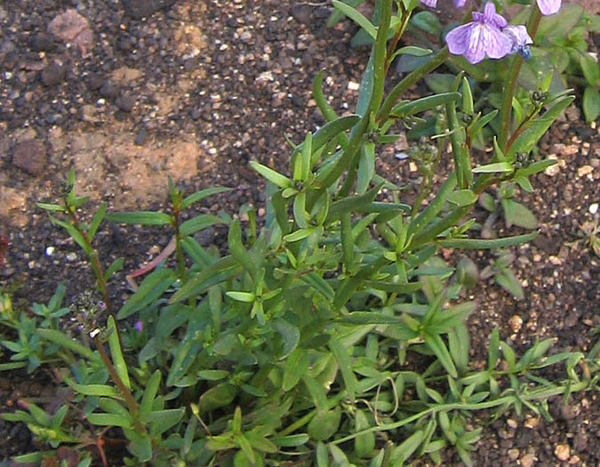 Detailed Picture 3 of Blue Toadflax