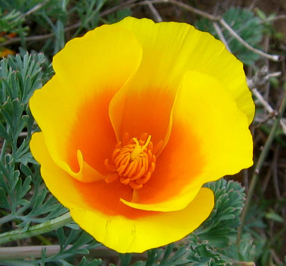 Detailed Picture 1 of California Poppy